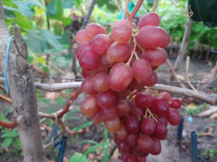 podarunok-nikopolu-04