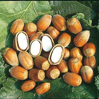 pol_pl_Orzech-laskowy-Cosford-Leszczyna-START-PACK-R-159385_2