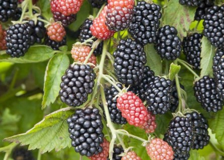 Ожина Лох Несс