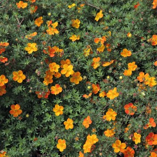 potentilla-fruticosa-hopleys-orange-01095828-florapress