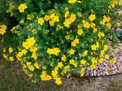 potentilla_goldstar4