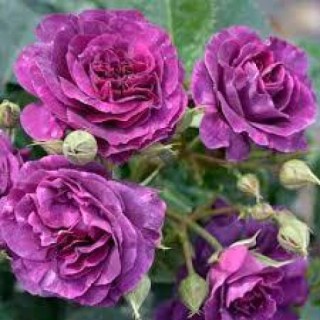 product-Roza-Minerva-Minerva-_33a6eac606673de5c1da9eeba4e57287.ipthumb500x500prop