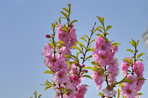 prunus-triloba-05