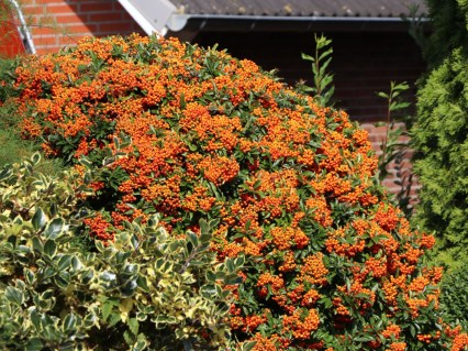 pyracantha-orange-glow_02