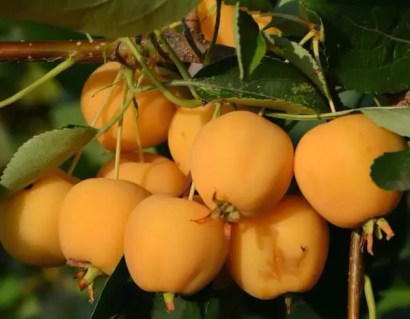 rajskaya-yablonya-zheltaya-0254