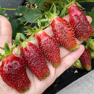 rassada-klubniki-muskatnaya