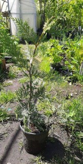 received_259151598738180