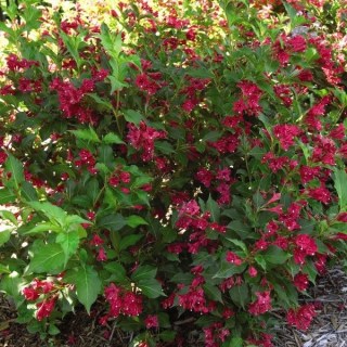 red-prince-weigela-multiple-shrub-600x600