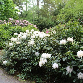 rhododendron-cunninghams-white