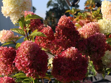 rispenhortensie-redlight-01