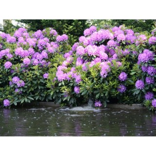 rodededron_grandiflorum02