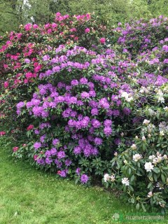 rodededron_grandiflorum1