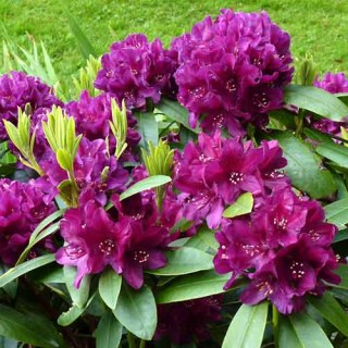 rododendron-kali_1