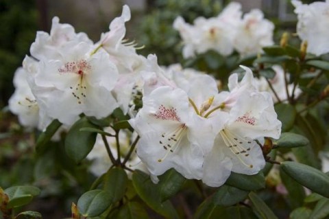rododendron_gartendirektor_rieger_05