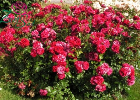 rosa-floribunda-deep-impression_02