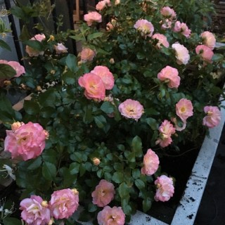 rosa-meiggili-peach-drift