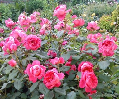 rose-Benjamin-Britten-04