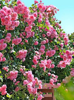 rose-Coral-Dawn-02