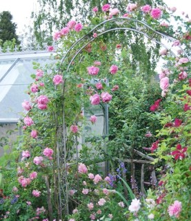 rose-Coral-Dawn-03