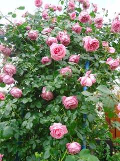 rose-Coral-Dawn-05