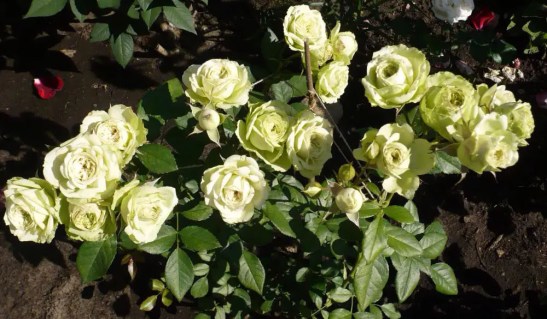 rose-Lovely-Green-01