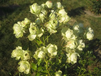 rose-Lovely-Green-02