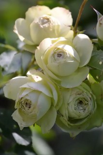 rose-Lovely-Green-03