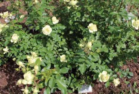 rose-Lovely-Green-04