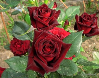 rose-black-bakkara-5_700_550_5_80