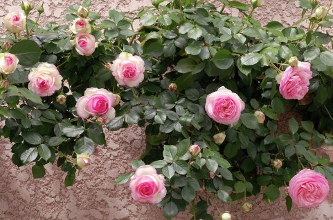 rose-pierre-de-ronsard-01