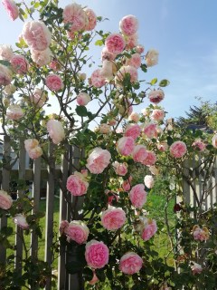 rose-pierre-de-ronsard-02