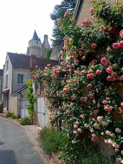 rose-pierre-de-ronsard-04