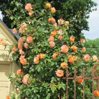 rose-westerland.1