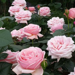 rose_Aphrodite_02