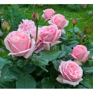 rose_Aphrodite_03