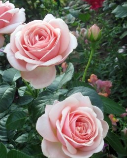 rose_Aphrodite_04