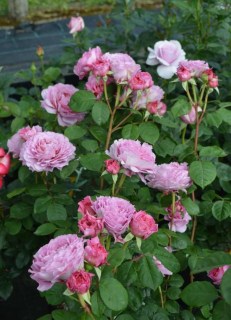 rose_Aysfogel_02