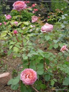 rose_Aysfogel_03