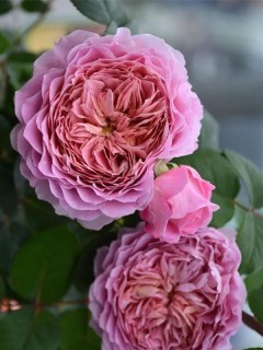 rose_Aysfogel_04