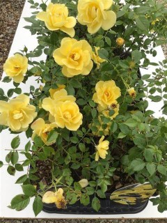 rose_dolly_dot_01