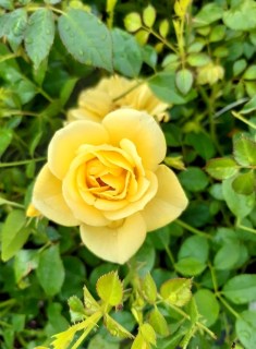 rose_dolly_dot_03