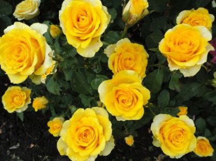 roza-chajno-gibridnaya-Ilios