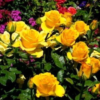 roza-kerio-3-4l-74531806316825_small11