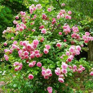 roza-pletistaya-jasmina1