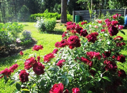 roza_amerikanskaya_burgundi_ays_burgundy_ice-97588280588388