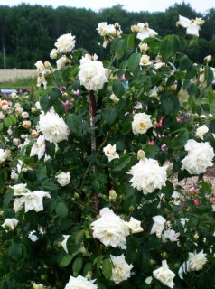 roza_pletistaya_shvanenzee_schwanensee-52846505492925