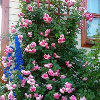 Роза плетистая Жасмина (Jasmina)