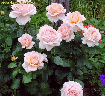 roze_Andre_Le_Notr_01
