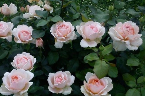 roze_Andre_Le_Notr_02