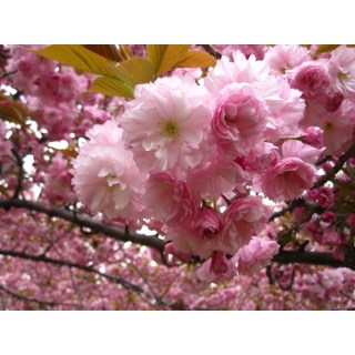 sakura-kanzan-02